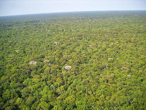 Floresta Amaznica - Amaznia - Amazonas - Regio Norte - Brasil