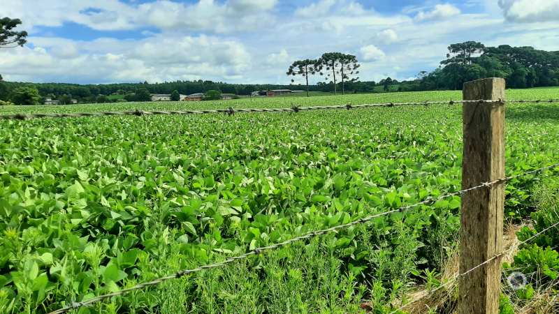 Agricultura - Colnia Witmarsum - Palmeira - Regio dos Campos Gerais - Estado do Paran - Regio Sul - Brasil