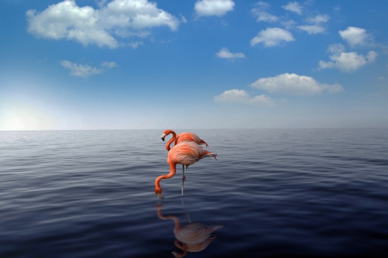 Os flamingos so uma das atraes dos resorts de Aruba.