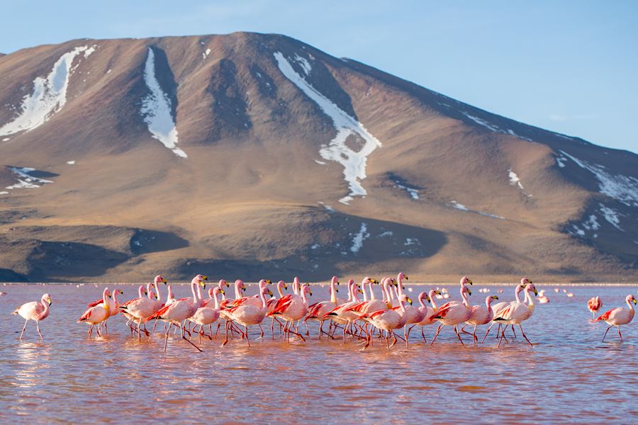 Flamingos na Laguna Colorada, lago do altiplano da Bolvia, dentro da Reserva Nacional de Fauna Andina Eduardo Avaroa, prximo  fronteira com o Chile. A cor avermelhada de suas guas  causada por sedimentos vermelhos e pela pigmentao de algumas algas. Foto: Havardtl