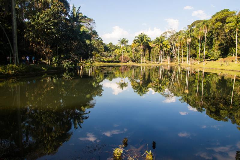 Floresta Amaznica - Amazonas - Regio Norte - Brasil