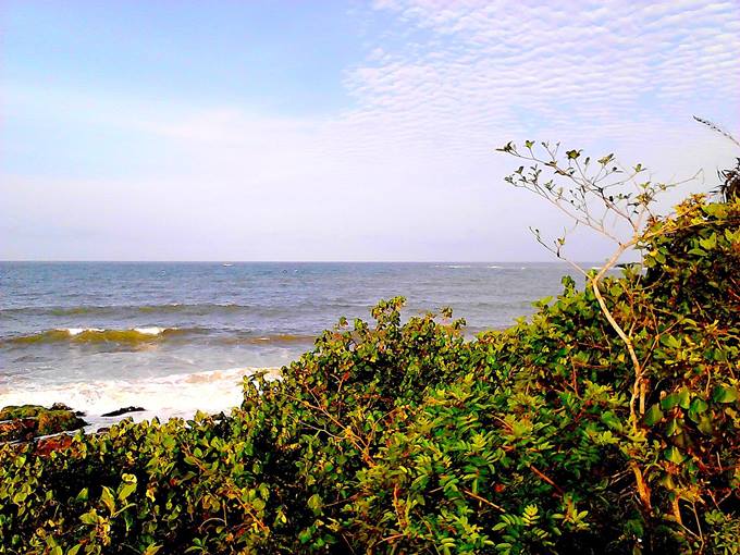 Praia do Grant - Vegetao de restinga - Barra Velha - Litoral Norte Catarinense - Estado de Santa Catarina - Regio Sul - Brasil