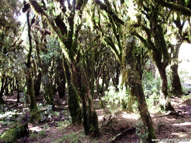 Parque Nacional de So Joaquim - Urubici - Serra Catarinense - Santa Catarina - Regio Sul - Brasil