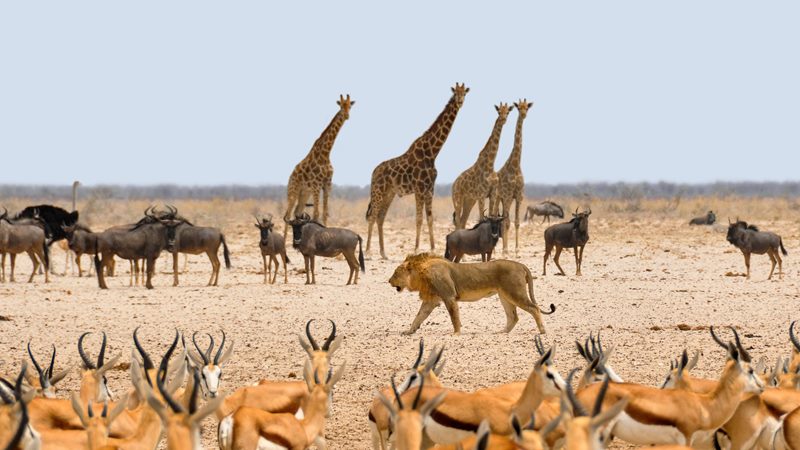 Os parques nacionais da Nambia so muito visitados para a observao de animais na natureza.