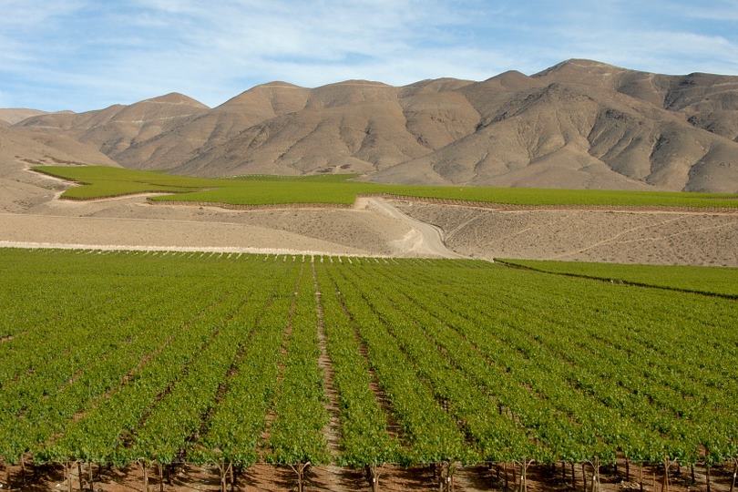  Argentina e Chile se unem para criar 'A rota de vinho mais longa do mundo'