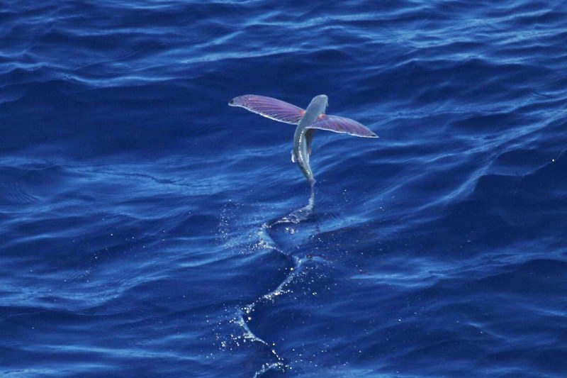 Peixe-voador de Barbados.
